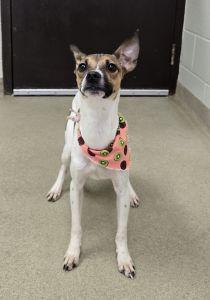 Enlarge Bambi, a ADOPTABLE mixed breed in Bucyrus, OH image 2/5