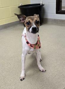 Bambi, ADOPTABLE, Young Female Chihuahua & Labrador Retriever.