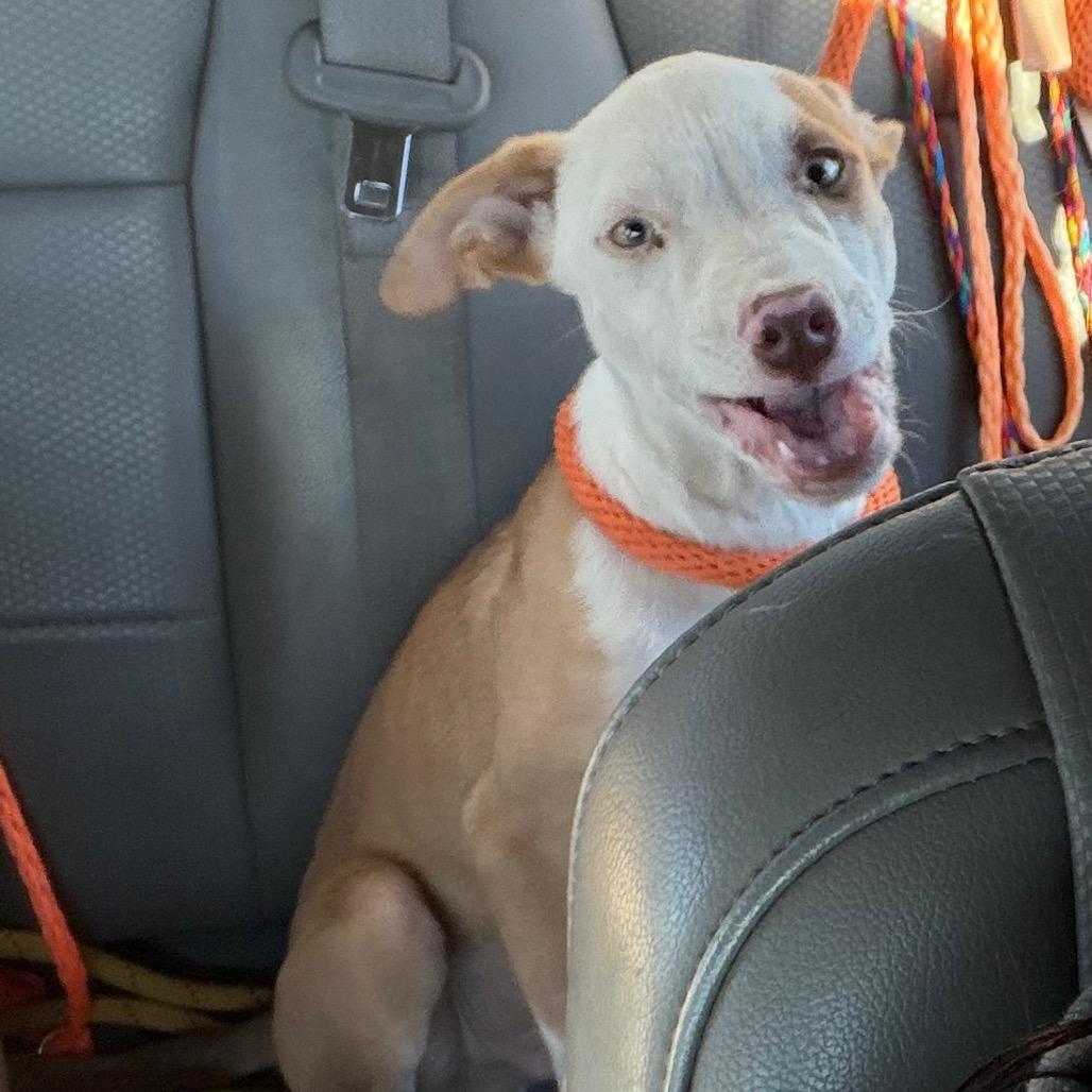 Leonardo, Adoptable, Young Male Mixed Breed.