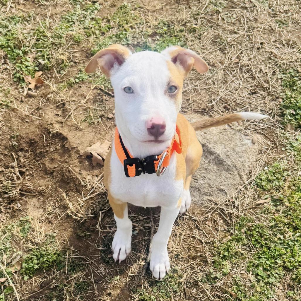 Enlarge Leonardo, a Adoptable Mixed Breed in Sand Springs, OK image 2/6