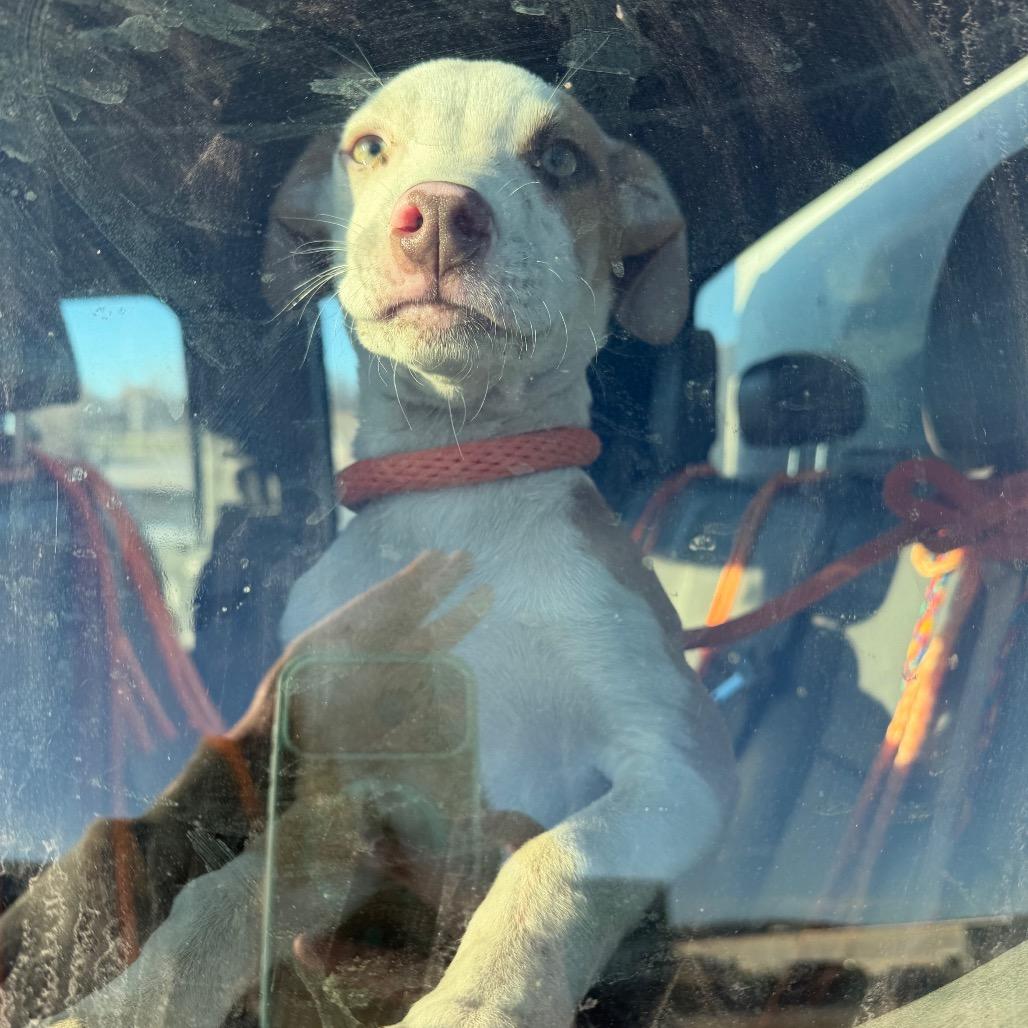 Enlarge Leonardo, a Adoptable Mixed Breed in Sand Springs, OK image 3/6