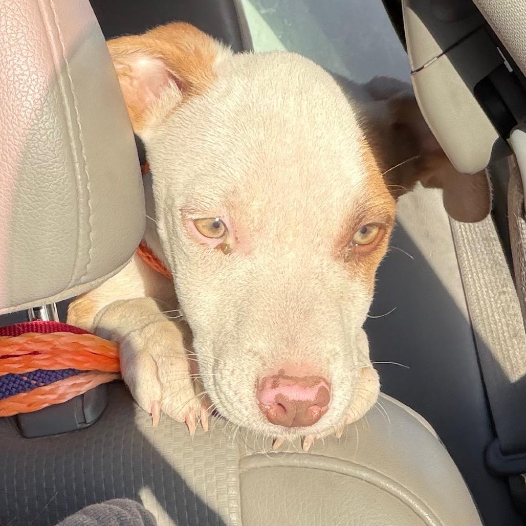 Enlarge Leonardo, a Adoptable Mixed Breed in Sand Springs, OK image 4/6