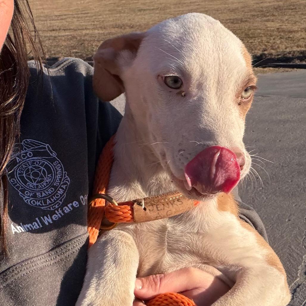 Enlarge Leonardo, a Adoptable Mixed Breed in Sand Springs, OK image 5/6