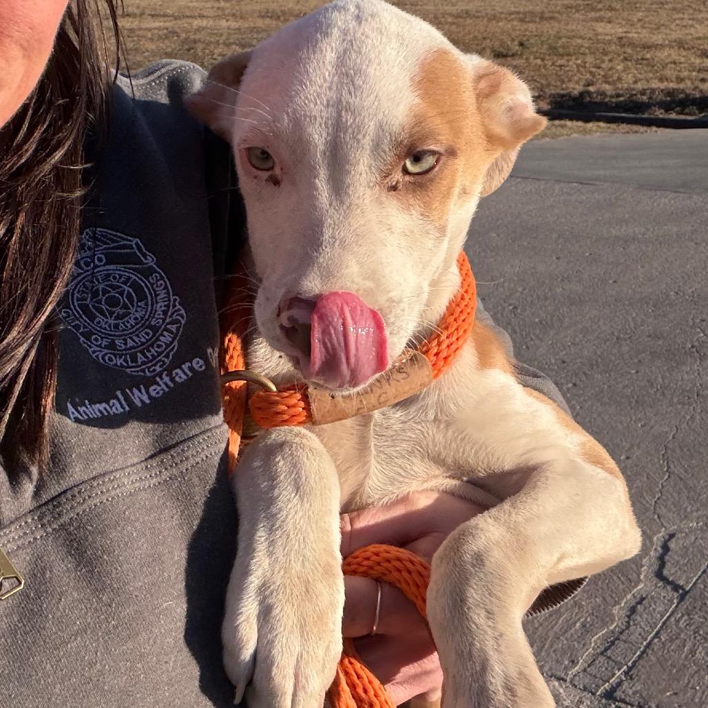 Enlarge Leonardo, a Adoptable Mixed Breed in Sand Springs, OK image 6/6