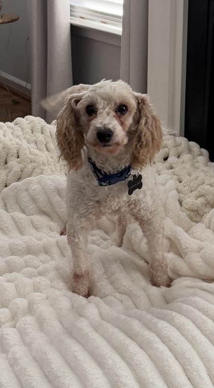 Roger, Adoptable, Adult Male Poodle.