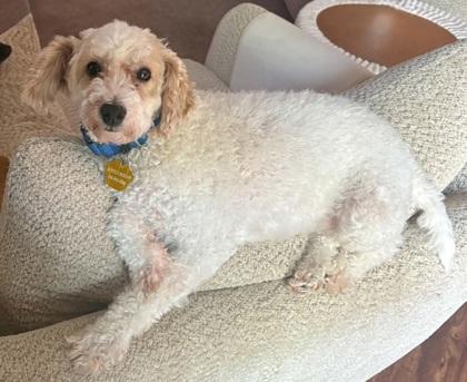 Enlarge Roger, a Adoptable Poodle in Kinzers , PA image 2/3