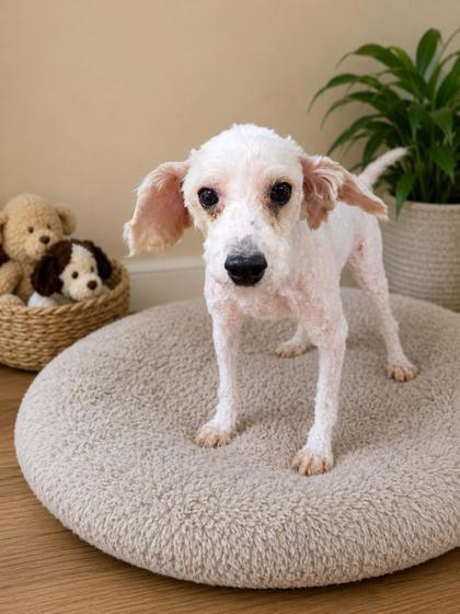 Enlarge Roger, a Adoptable Poodle in Malvern, PA image 2/3