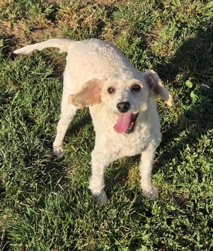 Enlarge Roger, a Adoptable Poodle in Kinzers , PA image 3/3