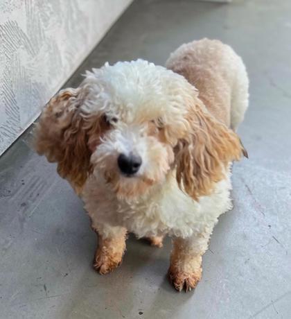 Enlarge Roger, a Adoptable Poodle in Malvern, PA image 1/3