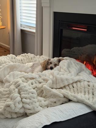 Roger, Adoptable, Adult Male Poodle.