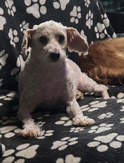 Enlarge Roger, a Adoptable Poodle in Malvern, PA image 3/3