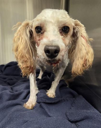 Enlarge Roger, a Adoptable Poodle in Malvern, PA image 3/3