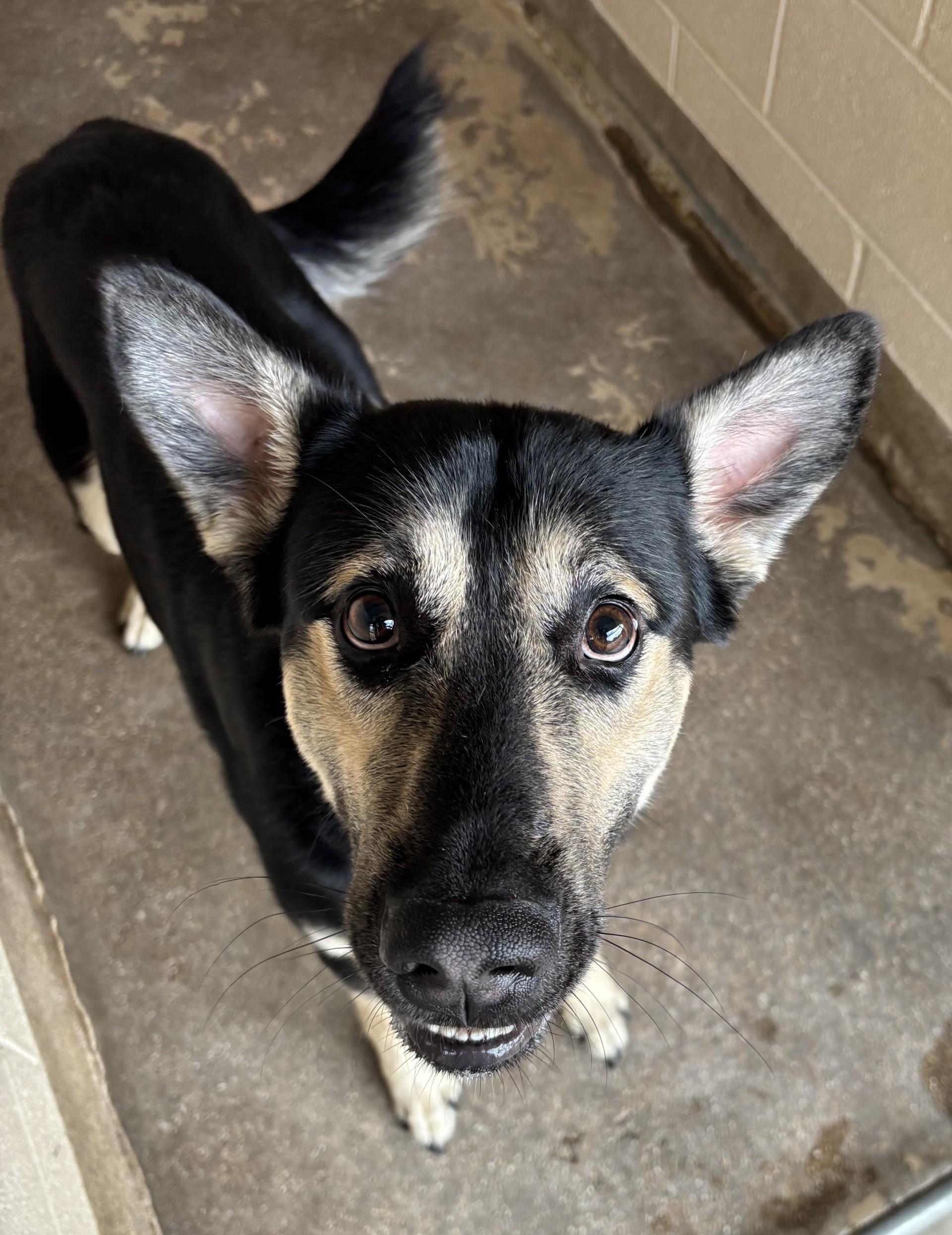 Artie, Adoptable, Adult Male German Shepherd Dog.