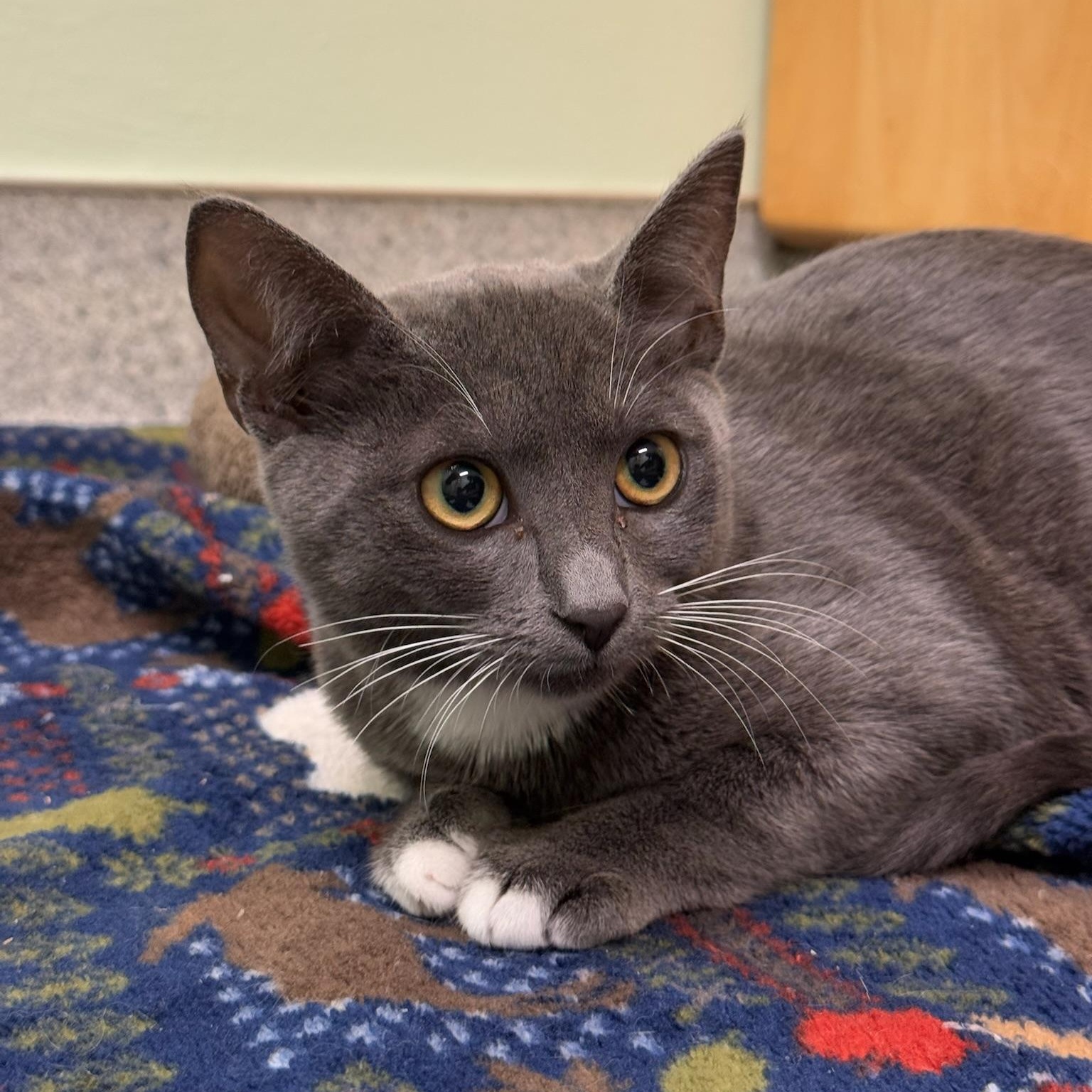 Enlarge Matilda, a Adoptable Domestic Short Hair in Kent, WA image 2/4