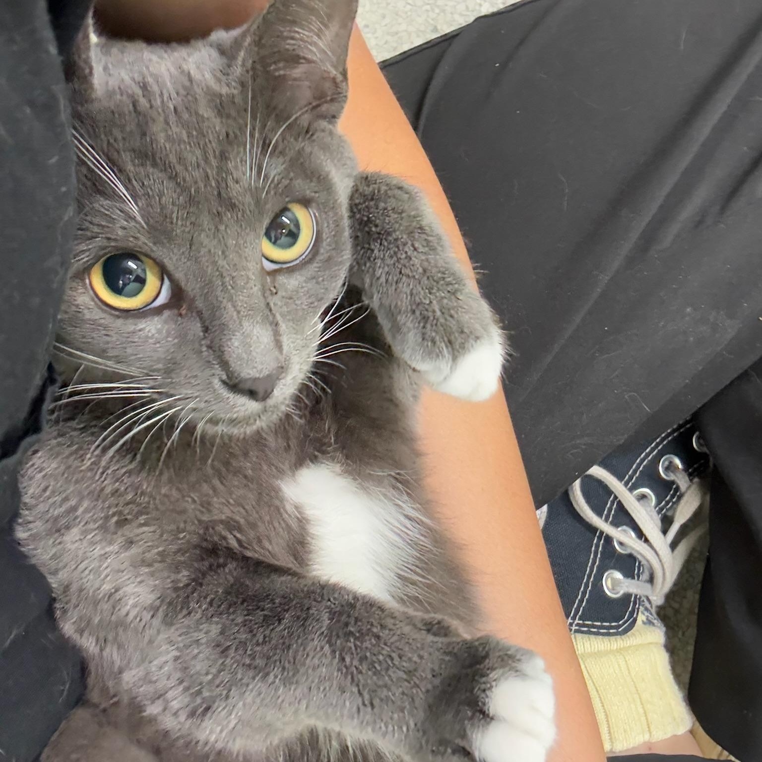 Enlarge Matilda, a Adoptable Domestic Short Hair in Kent, WA image 3/4