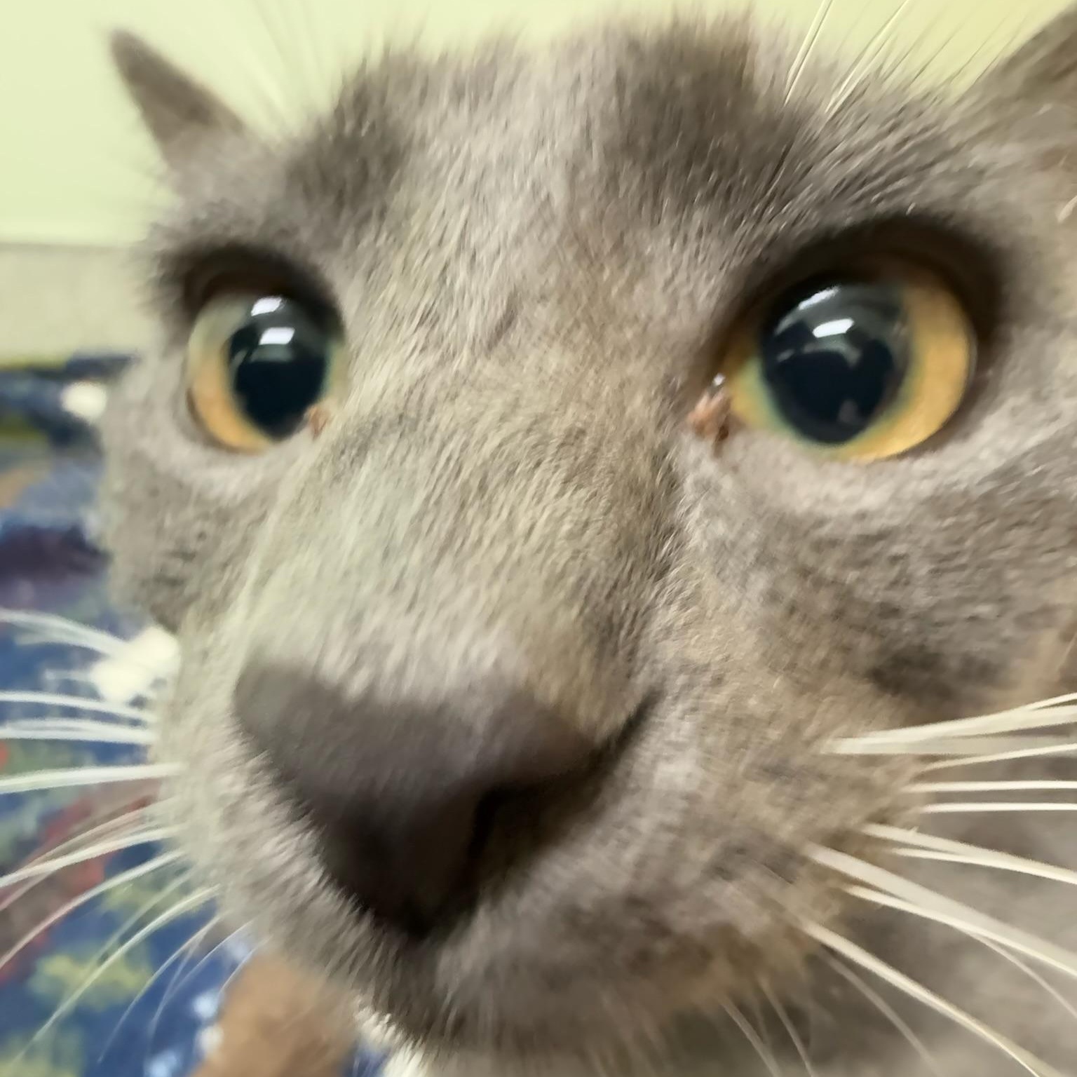 Enlarge Matilda, a Adoptable Domestic Short Hair in Kent, WA image 4/4