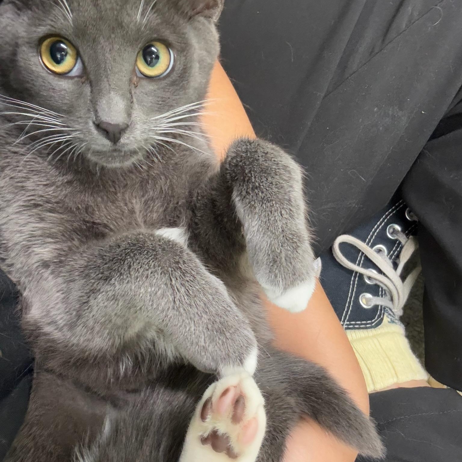 Enlarge Matilda, a Adoptable Domestic Short Hair in Kent, WA image 1/4