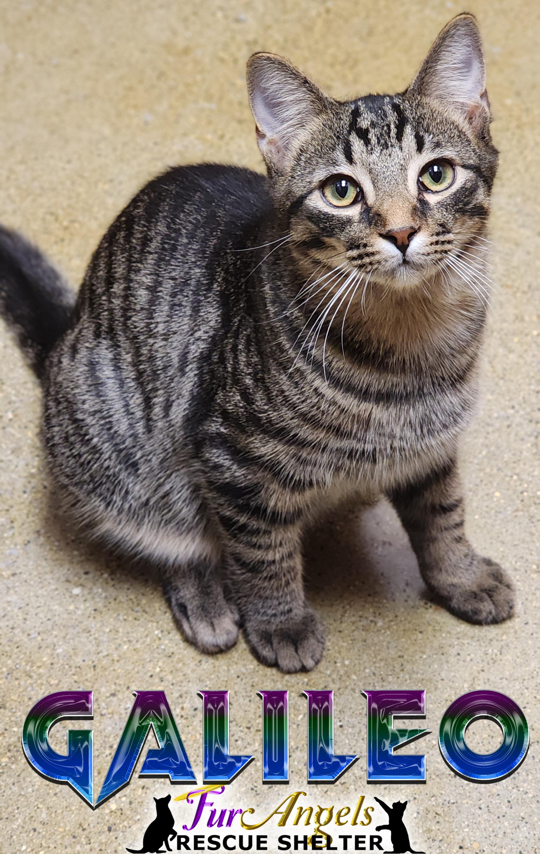 Galileo, Adoptable, Kitten Male Domestic Short Hair.