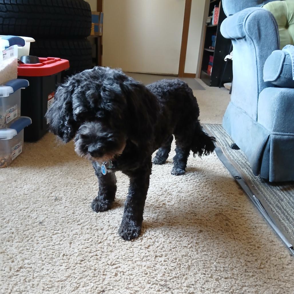 Dakota 22725, Adoptable, Senior Female Scottish Terrier & Cocker Spaniel.