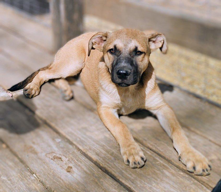 Enlarge Blondie, a ADOPTABLE mixed breed in Bowie, TX image 2/4