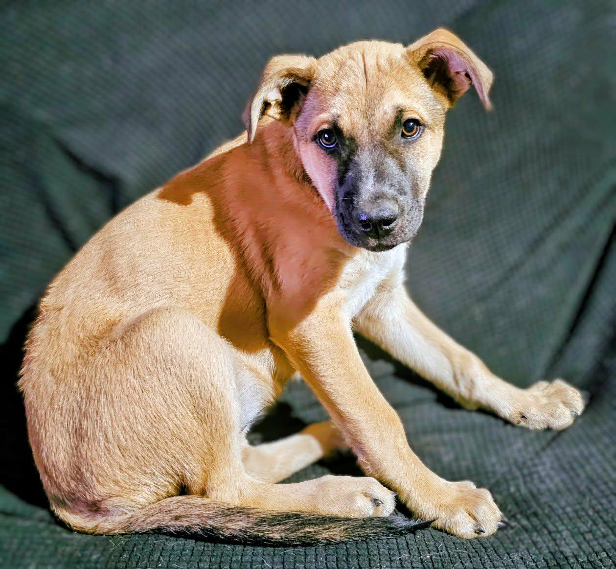 Enlarge Blondie, a ADOPTABLE mixed breed in Bowie, TX image 4/4