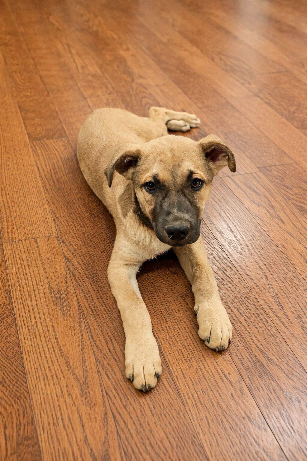 Enlarge Blondie, a ADOPTABLE mixed breed in Bowie, TX image 3/4