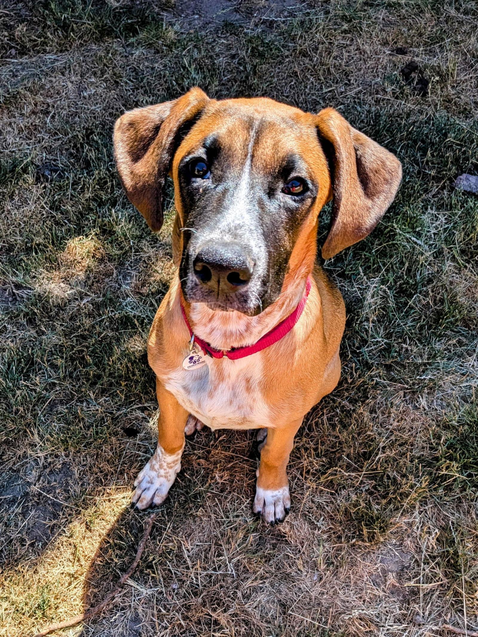 Enlarge Artemis, a Adopted Boxer in Stanwood, WA image 1/3