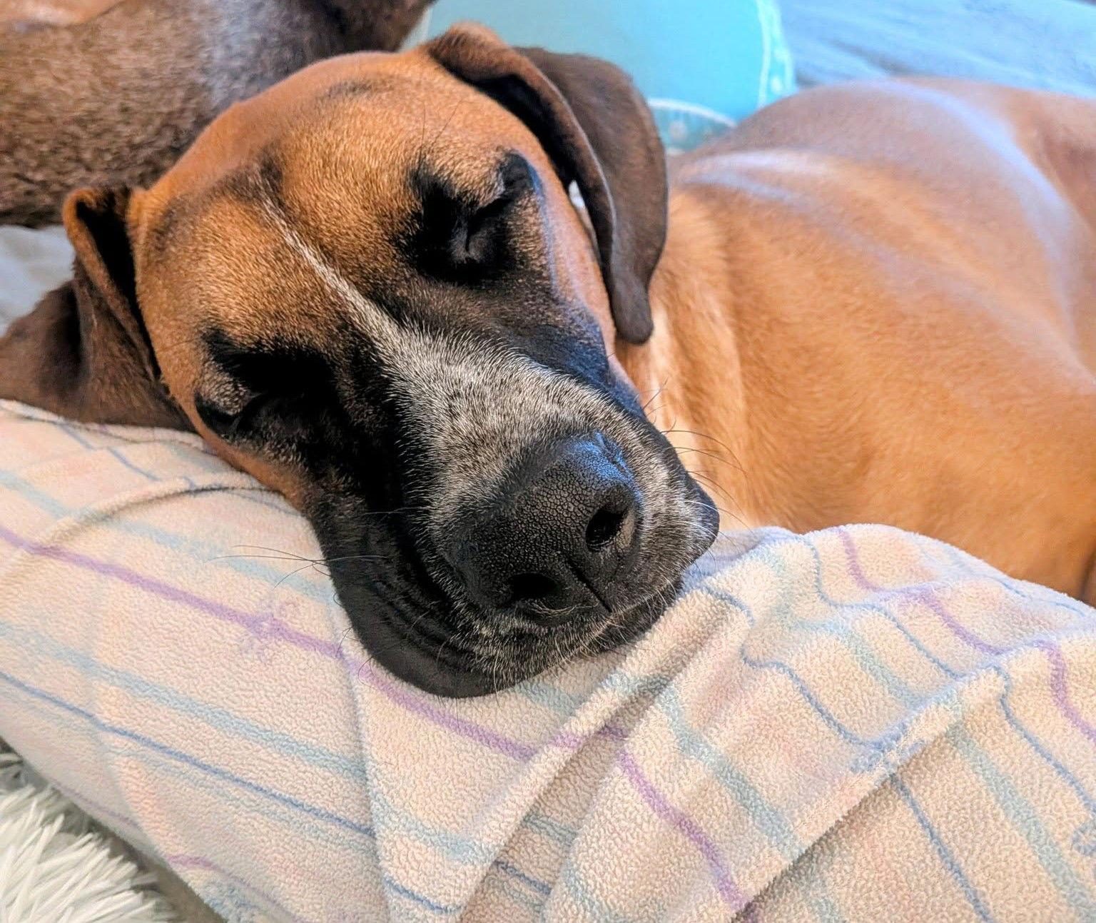 Enlarge Artemis, a Adopted Boxer in Stanwood, WA image 2/3