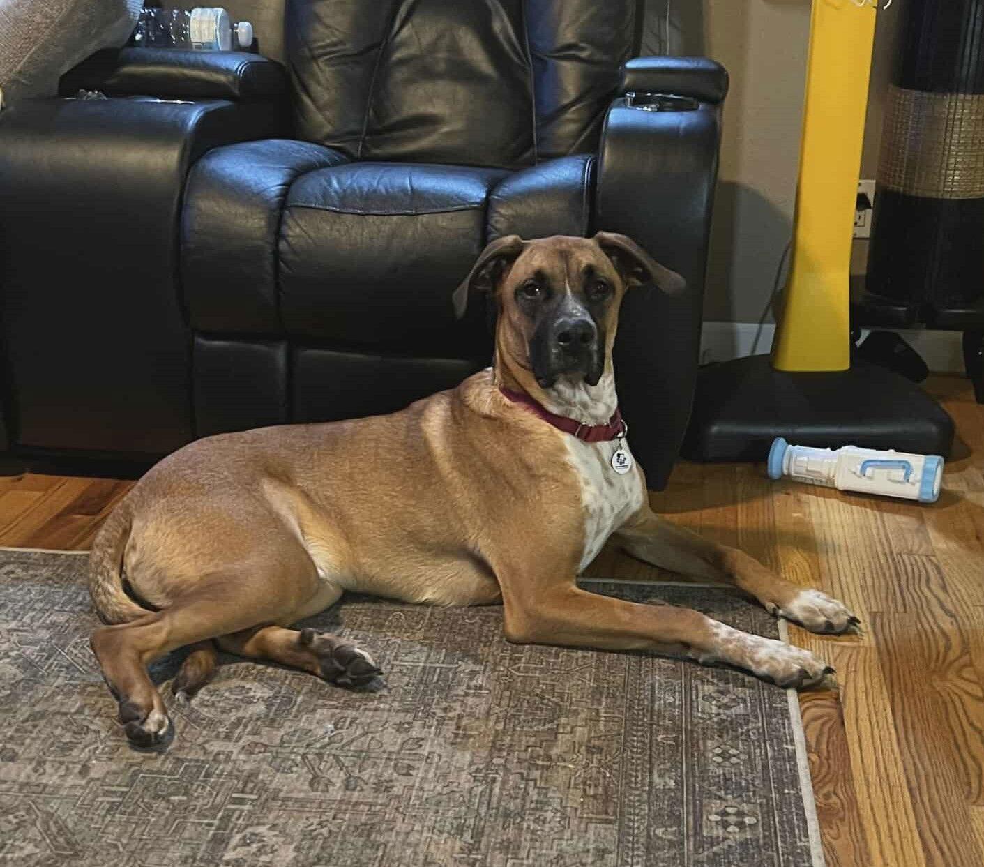 Enlarge Artemis, a Adopted Boxer in Stanwood, WA image 3/3