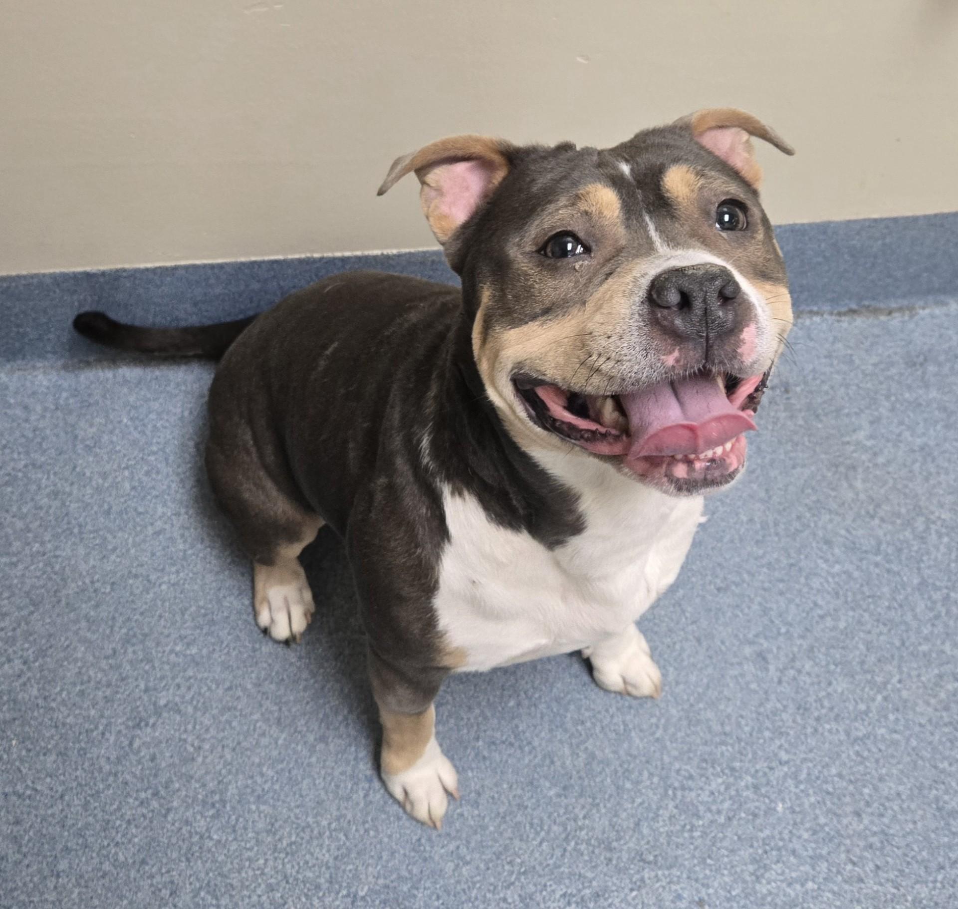 Ketchup, ADOPTABLE, Adult Female Bulldog.