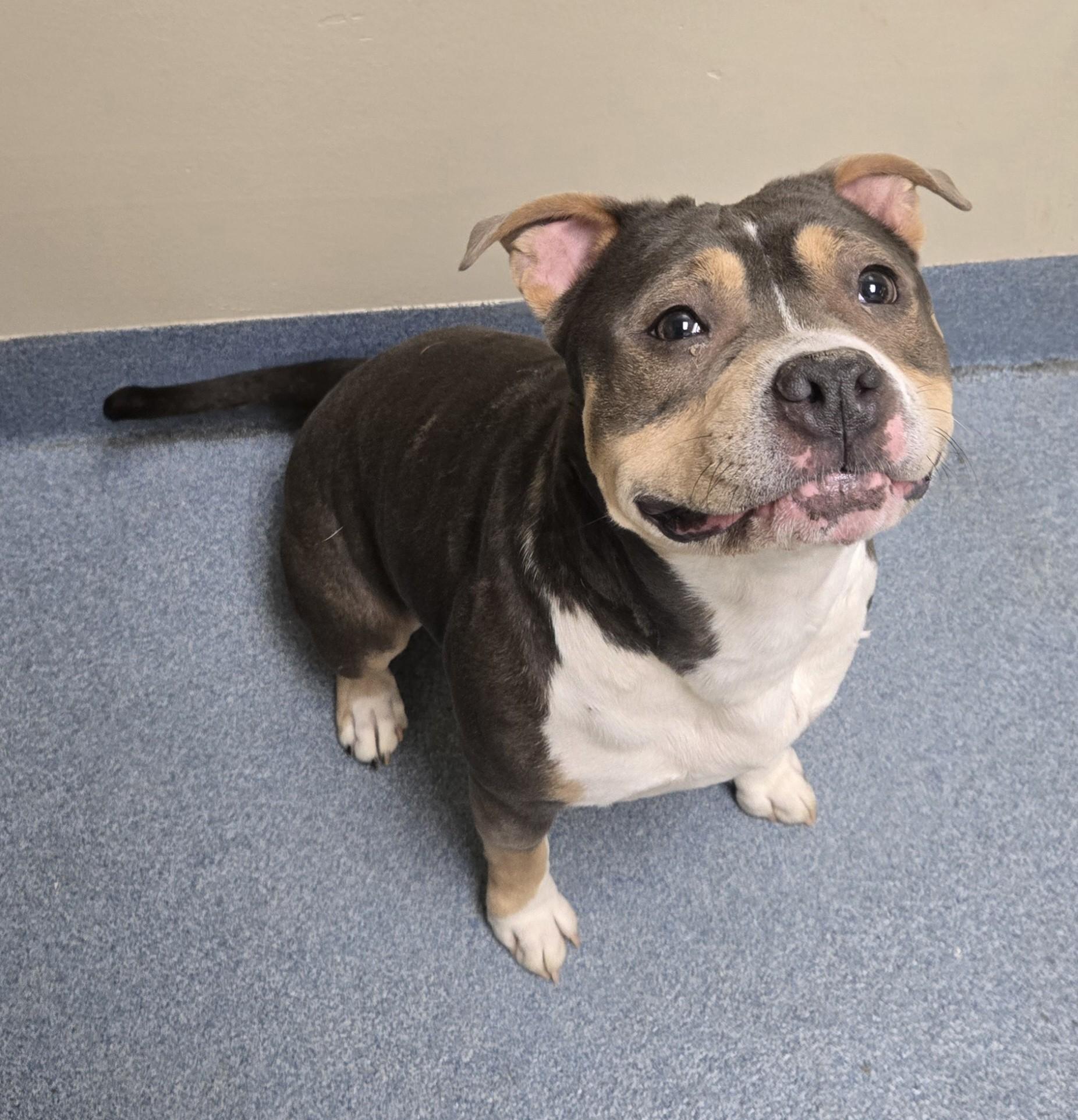 Enlarge Ketchup, an adopted mixed breed in Suffolk, VA image 3/3