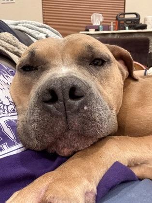 Stromboli, Adoptable, Adult Male Pit Bull Terrier & Mixed Breed.