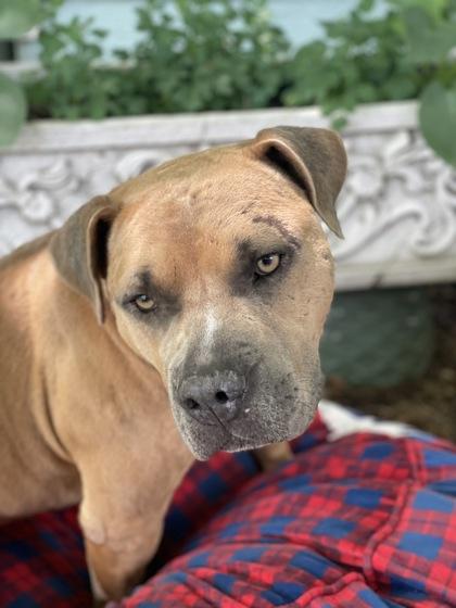 Enlarge Stromboli, a Adoptable mixed breed in Fort Worth, TX image 2/3