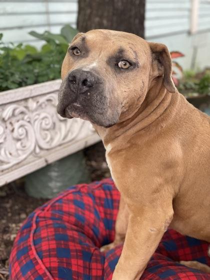 Enlarge Stromboli, a Adoptable mixed breed in Fort Worth, TX image 3/3