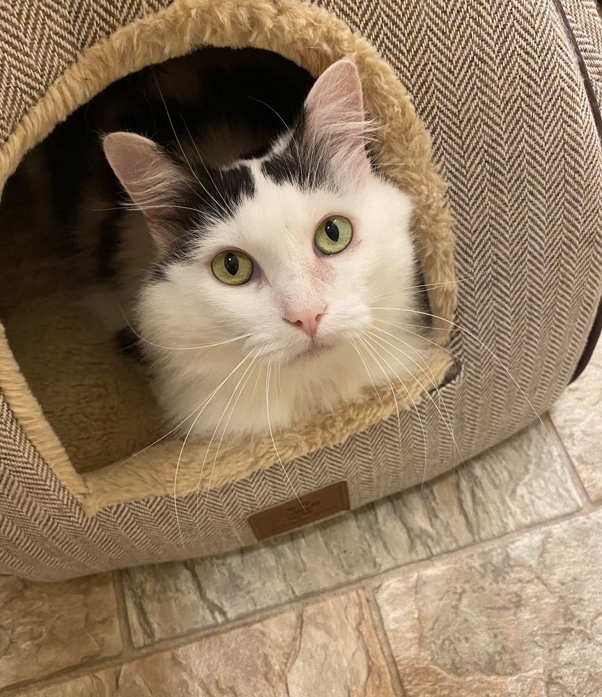 Sweetie - KB, an adoptable Domestic Medium Hair in Greenville, SC, 29601 | Photo Image 5