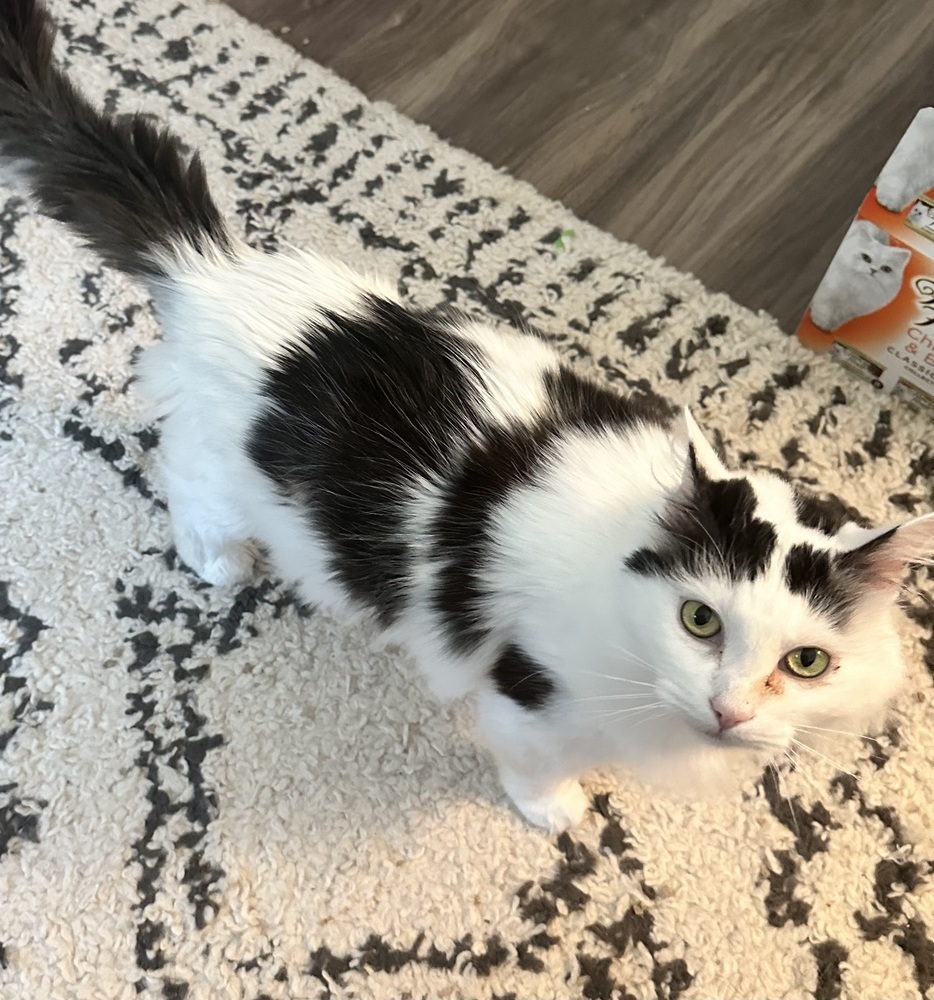 Sweetie - KB, an adoptable Domestic Medium Hair in Greenville, SC, 29601 | Photo Image 3