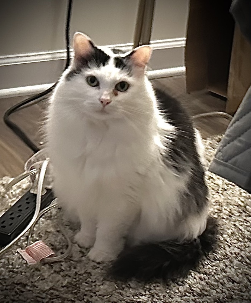 Sweetie - KB, an adoptable Domestic Medium Hair in Greenville, SC, 29601 | Photo Image 6