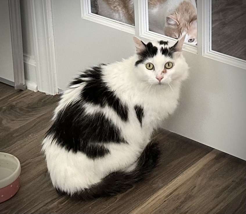 Sweetie - KB, an adoptable Domestic Medium Hair in Greenville, SC, 29601 | Photo Image 4