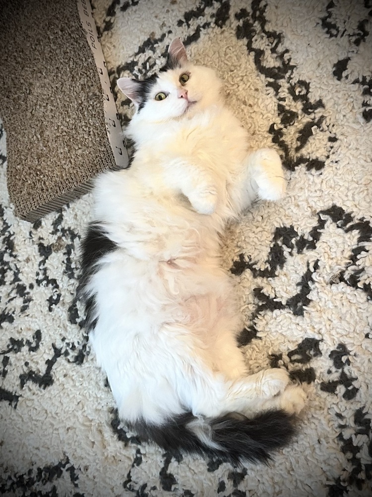 Sweetie - KB, an adoptable Domestic Medium Hair in Greenville, SC, 29601 | Photo Image 2