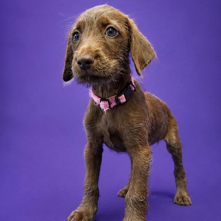 Trudy, a Adoptable mixed breed in North Myrtle Beach, SC image 1/3
