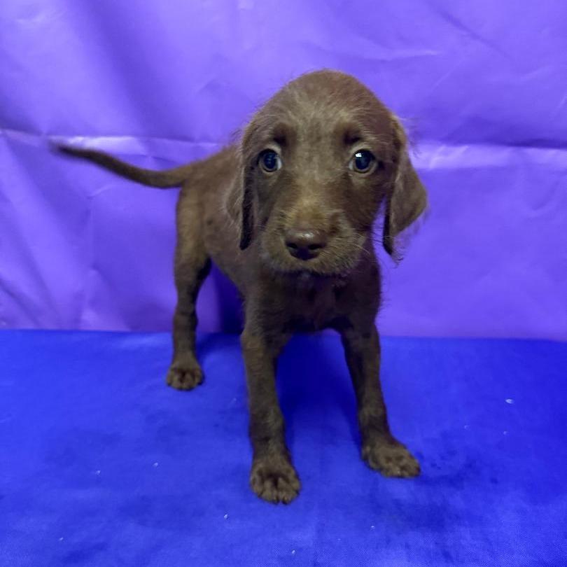 Trudy, a Adoptable mixed breed in North Myrtle Beach, SC image 2/3