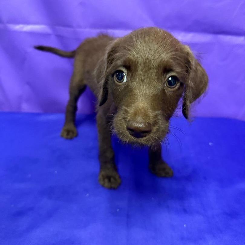 Trudy, a Adoptable mixed breed in North Myrtle Beach, SC image 3/3