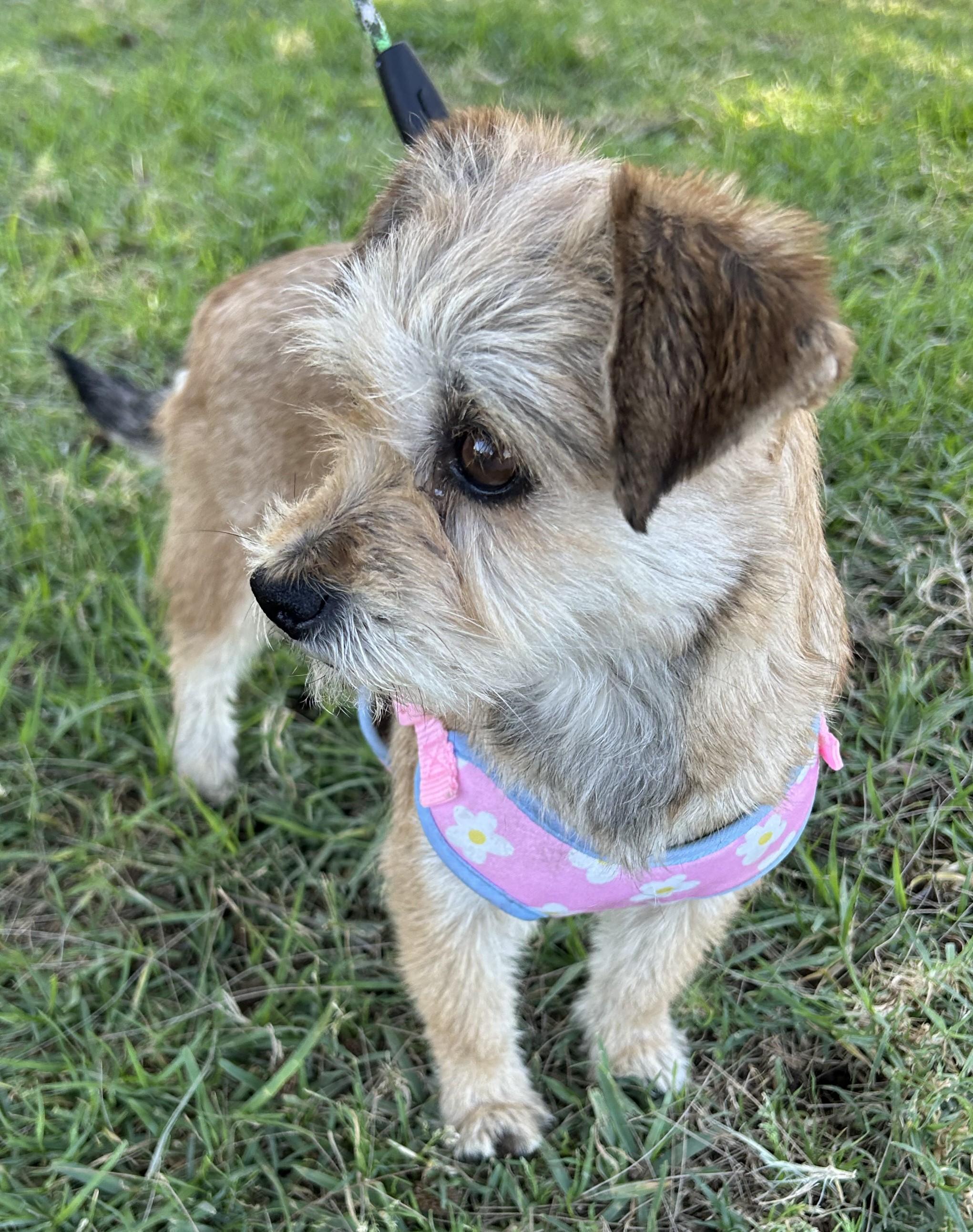 Enlarge SALLY, an adopted mixed breed in Bell Gardens, CA image 5/6