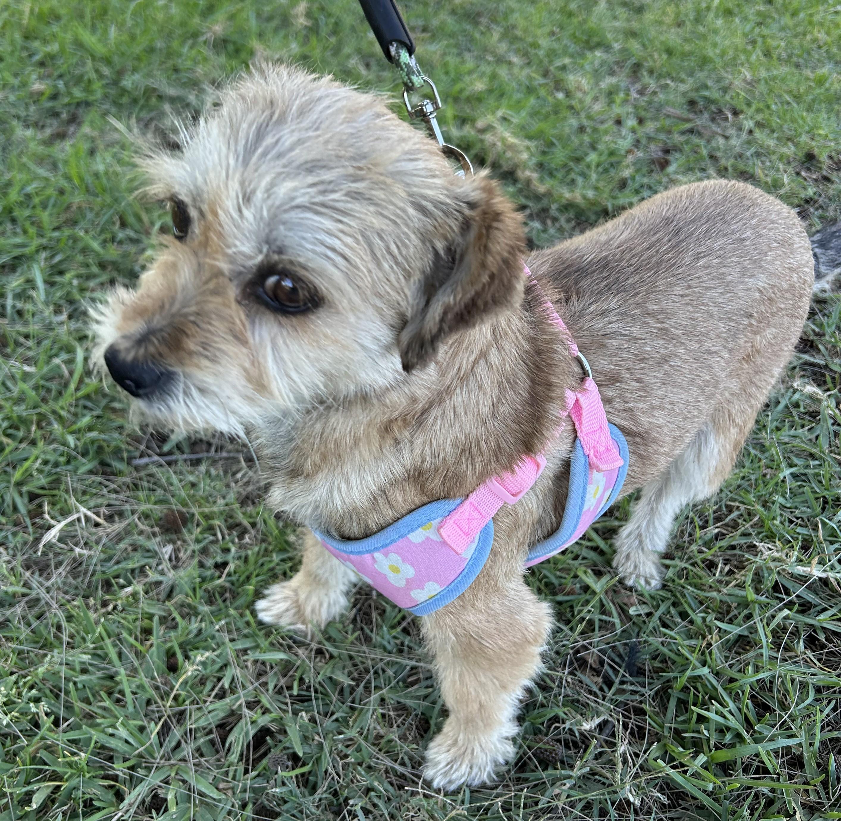 Enlarge SALLY, an adopted mixed breed in Bell Gardens, CA image 6/6