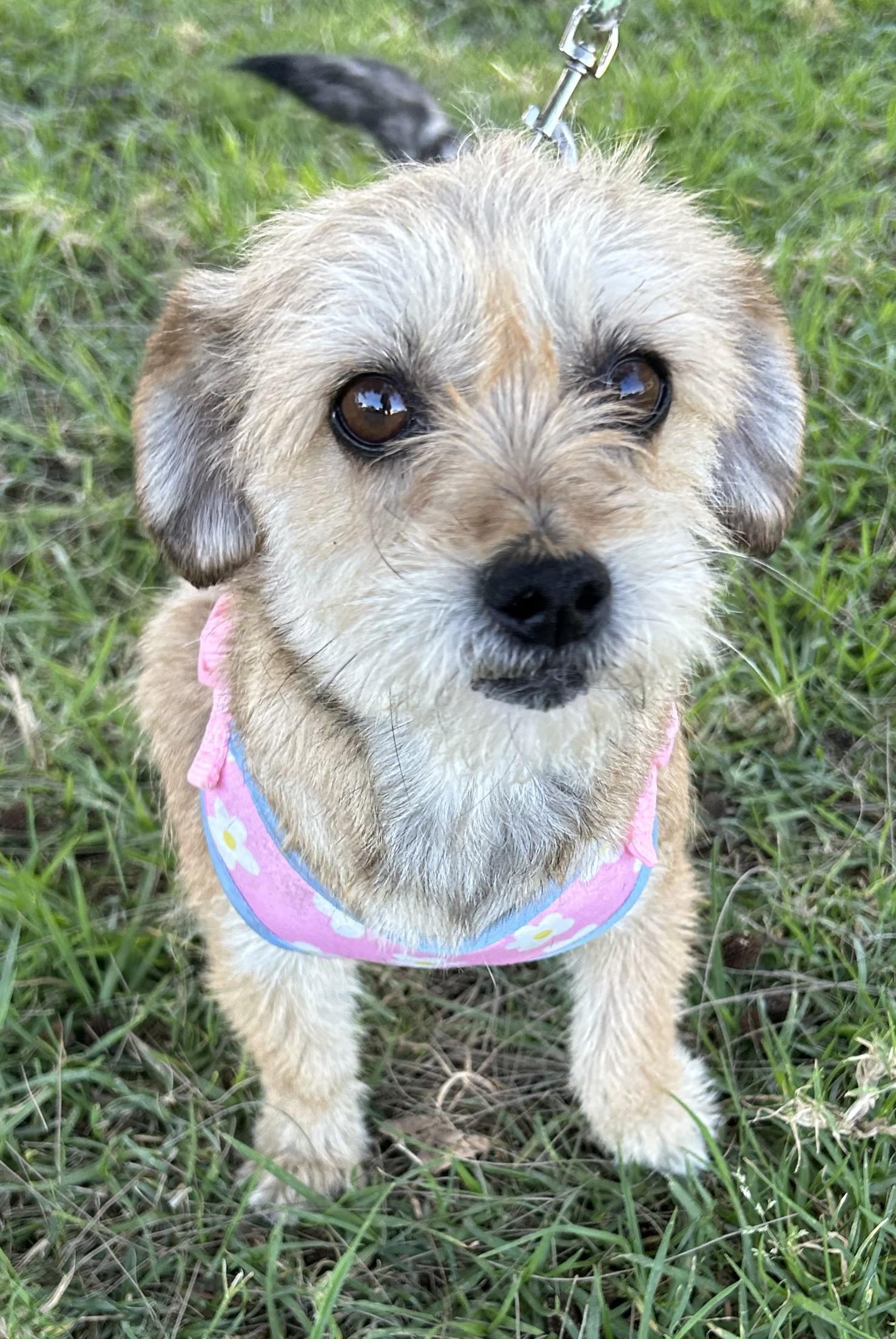 SALLY, adopted, Puppy Female Norfolk Terrier.