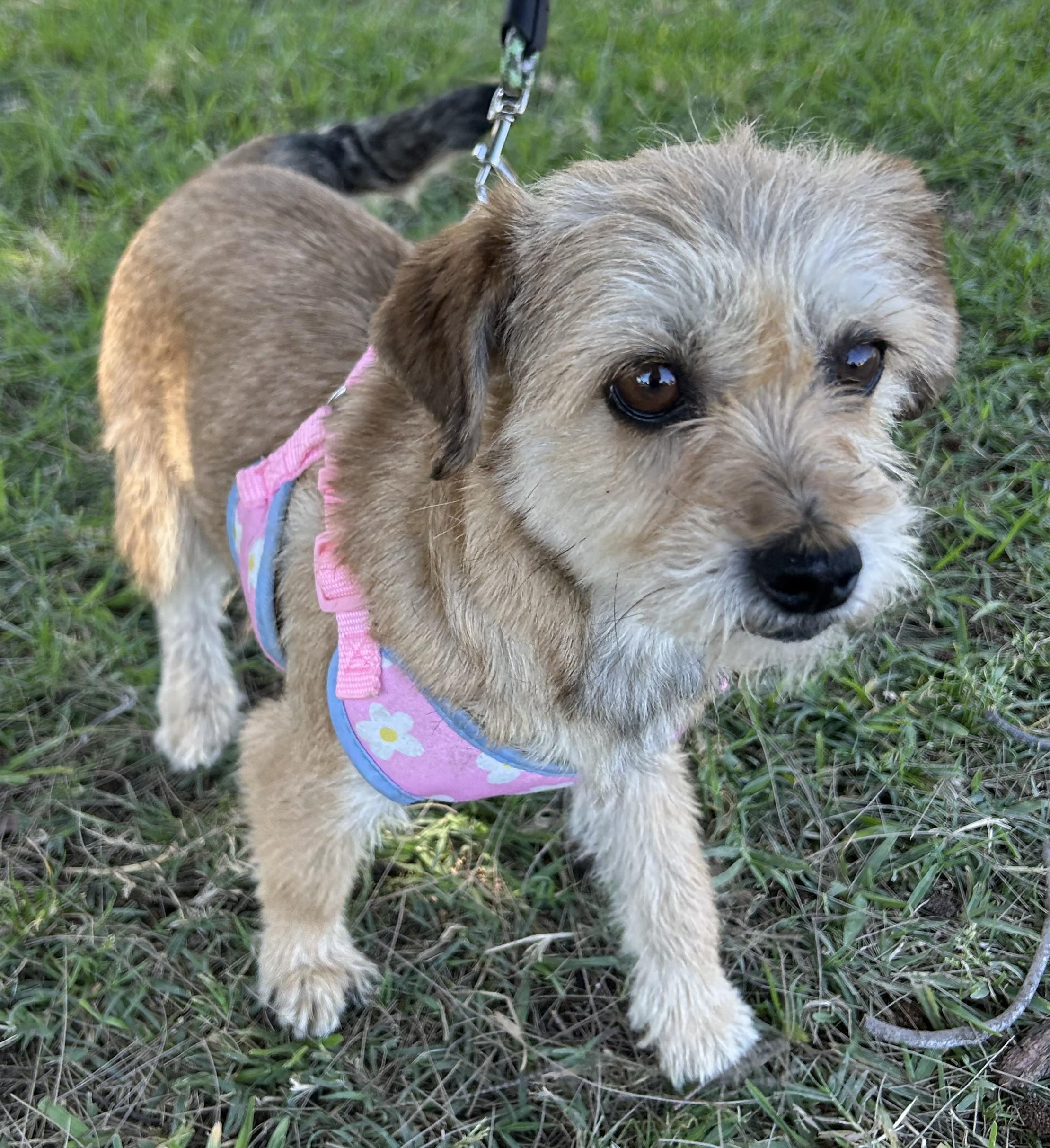 Enlarge SALLY, an adopted mixed breed in Bell Gardens, CA image 4/6
