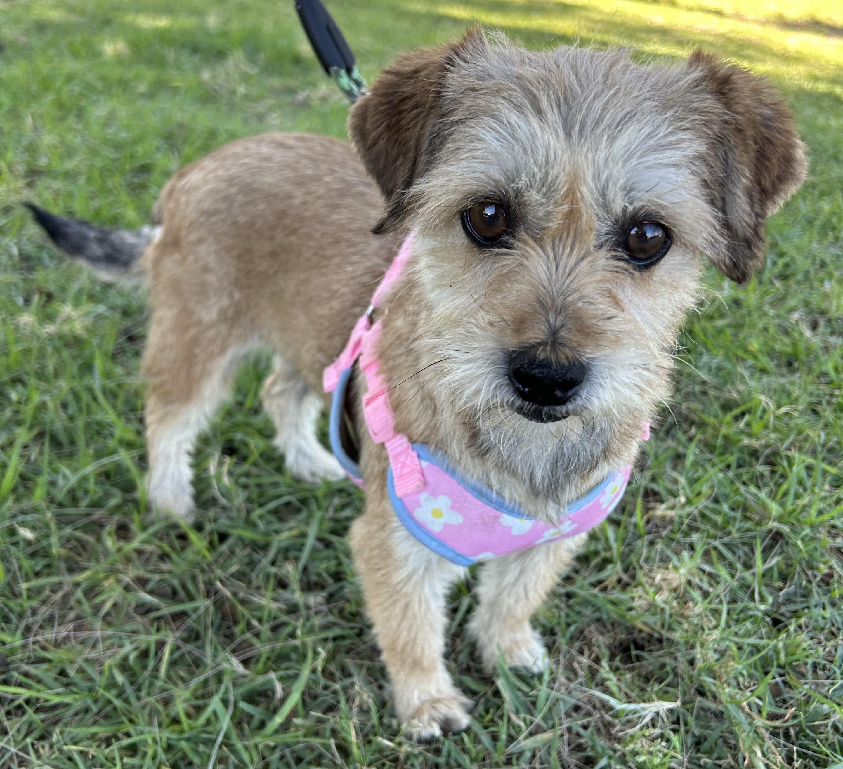 Enlarge SALLY, an adopted mixed breed in Bell Gardens, CA image 3/6