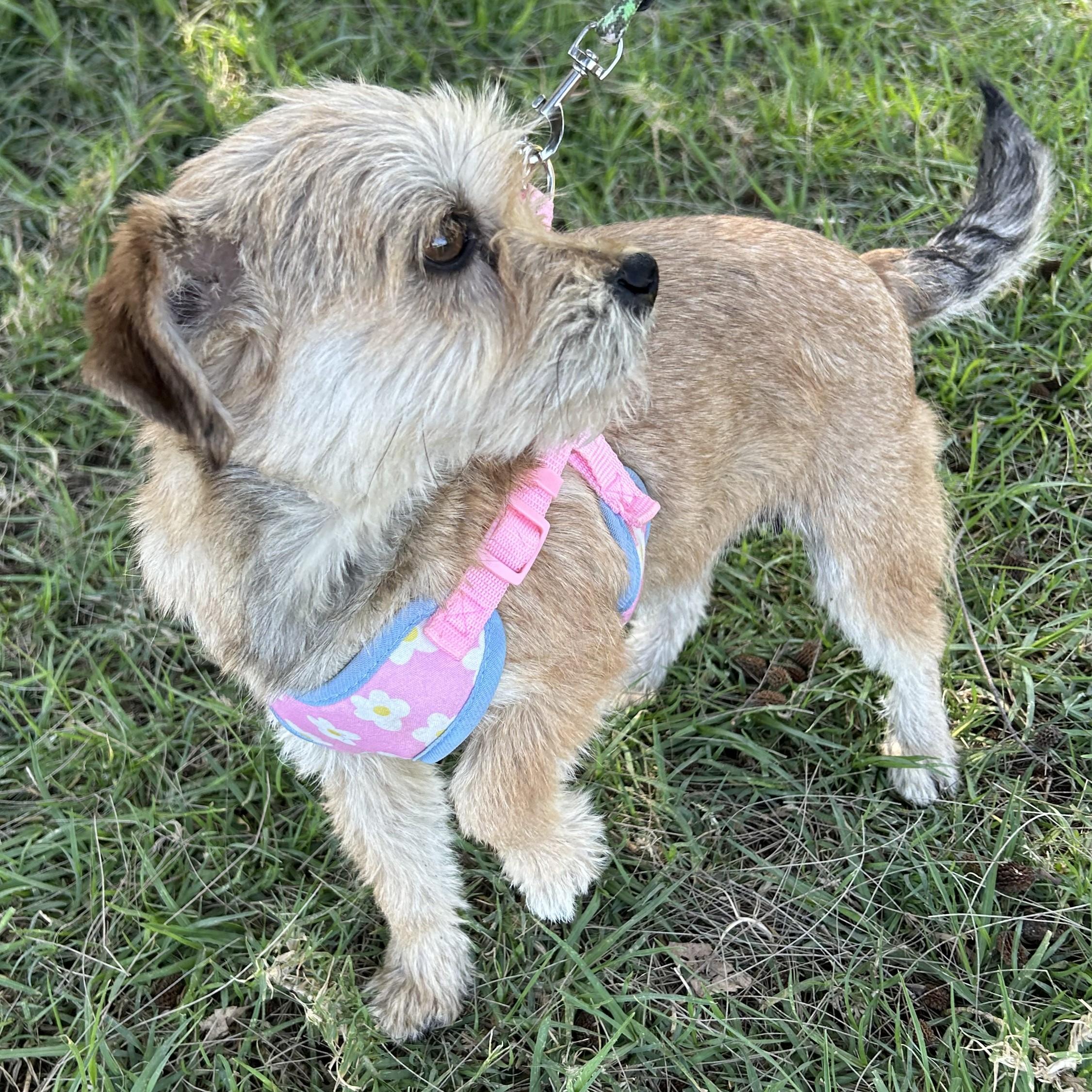 Enlarge SALLY, an adopted mixed breed in Bell Gardens, CA image 2/6