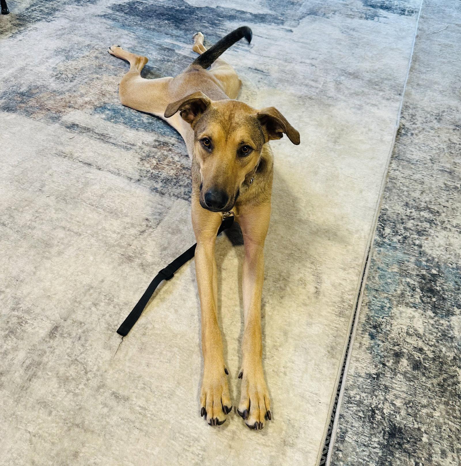 Lillith, Adopted, Young Female Doberman Pinscher & German Shepherd Dog.