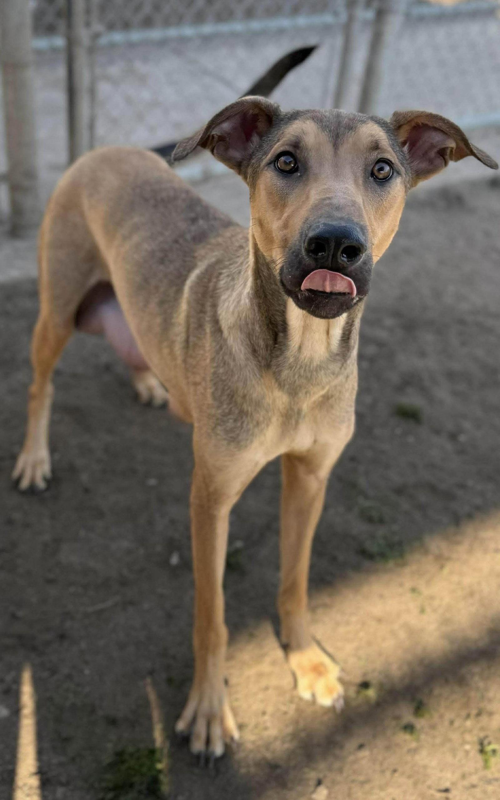 Enlarge Lillith, a Adopted mixed breed in Bothell, WA image 2/3